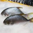 CS Golden Pomfret (Bawal Emas) 1kg Cheap