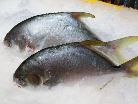 CS Golden Pomfret (Bawal Emas) 1kg Cheap