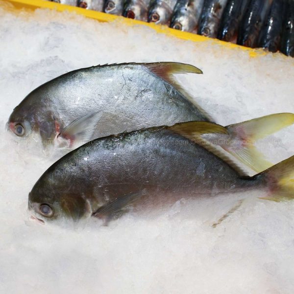 CS Golden Pomfret (Bawal Emas) 1kg Cheap