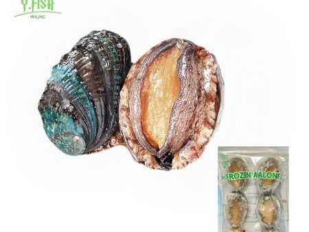 Ys Abalone With Shell 6pcs pack Online Sale