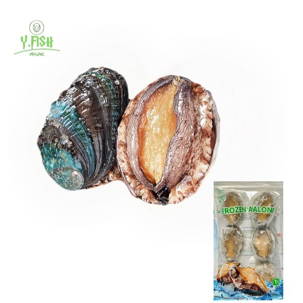 Ys Abalone With Shell 6pcs pack Online Sale