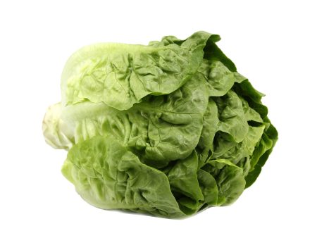 Baby Romaine Lettuce (Malaysia) 1pack Cheap