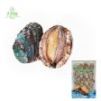 Ys Abalone With Shell 14pcs pack Discount