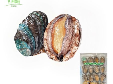 Ys Abalone With Shell 14pcs pack Discount