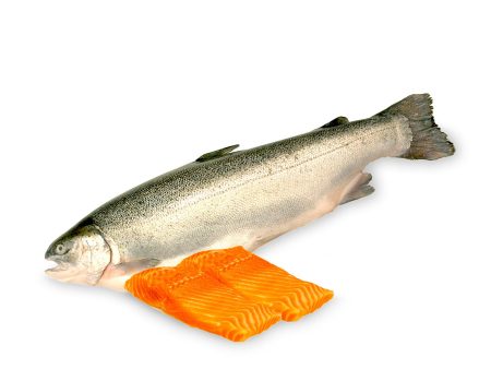 Chilled Norwegian Fjord Trout Fillet 200g+ - Sale