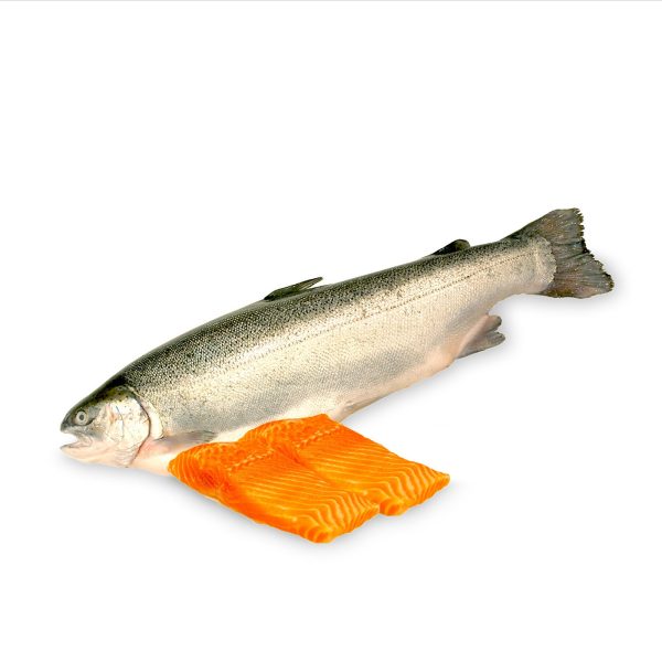 Chilled Norwegian Fjord Trout Fillet 200g+ - Sale