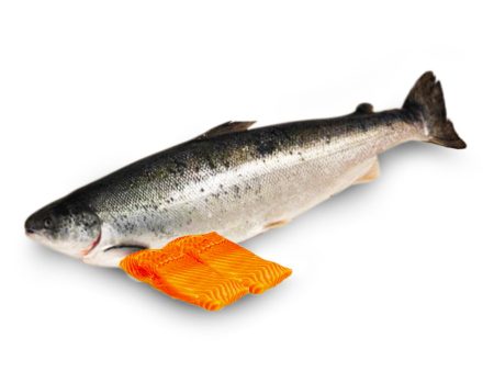 Chilled Norwegian Atlantic Salmon Fillet 200g+ - Online Sale