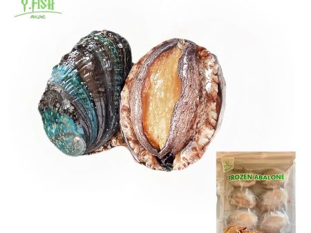 Ys Abalone With Shell 8pcs pack Online