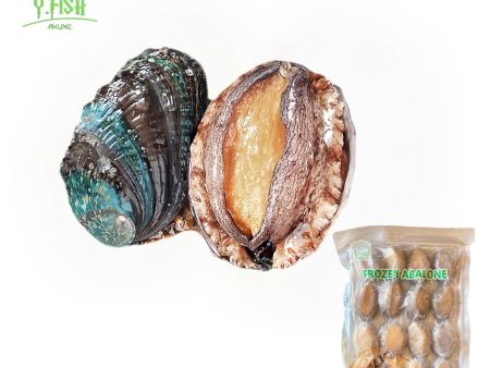 Ys Abalone With Shell 16pcs pack Online now